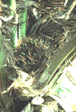 Um conjunto amadurecido de núcleos de palmas num dendezeiro