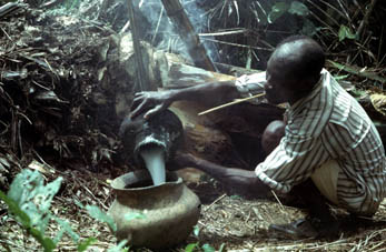 Tapping: Collecting the palm sap