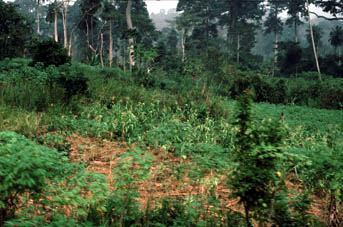 Cultivo na Floresta Tropical