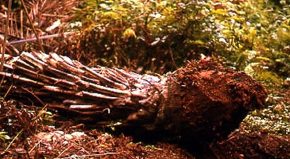 O recolector derruba o dendezeiro