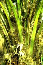Palmeira-do-azeite