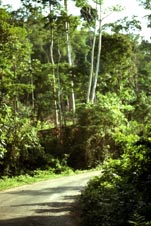 Floresta tropical de Kwawu, o ambiente natural desta palmeira.